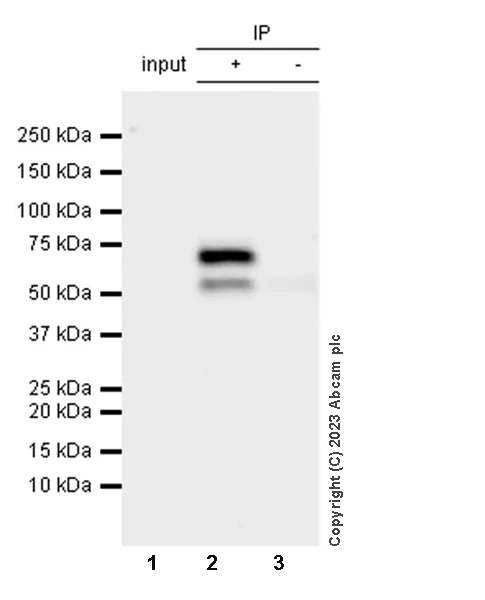 Immunoprecipitation - Anti-PAK4 antibody [EPR28630-82] - BSA and Azide free (AB314766)