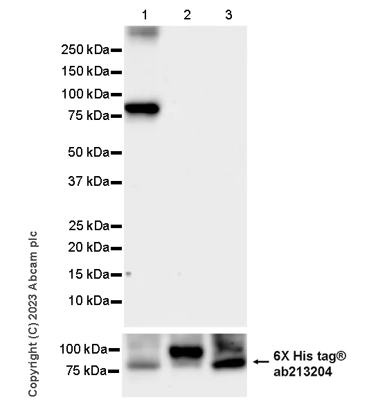 Western blot - Anti-PAK4 antibody [EPR28630-82] - BSA and Azide free (AB314766)