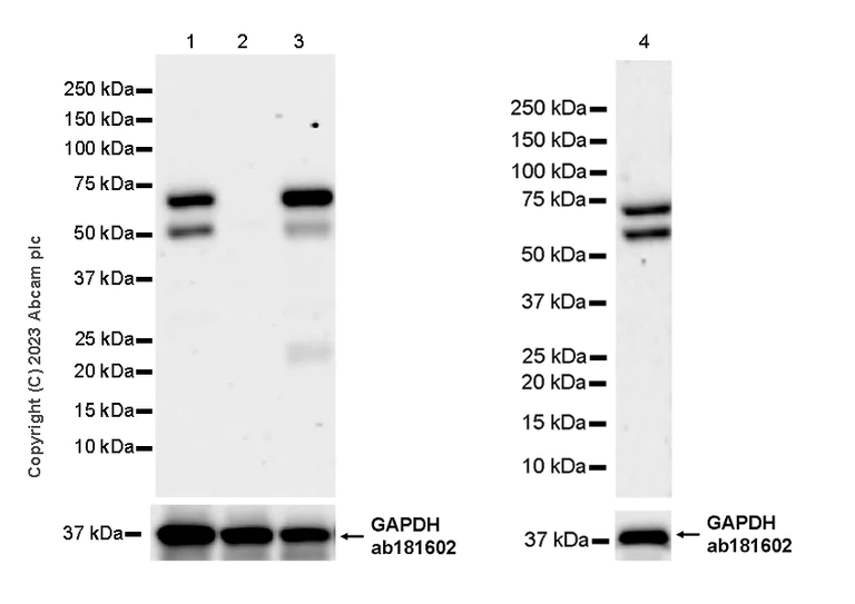 Western blot - Anti-PAK4 antibody [EPR28630-82] - BSA and Azide free (AB314766)