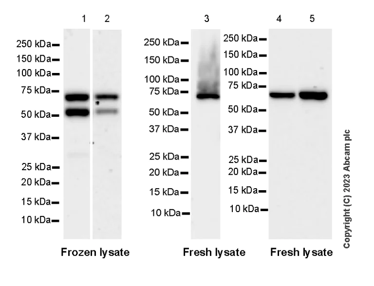 Western blot - Anti-PAK4 antibody [EPR28630-82] - BSA and Azide free (AB314766)