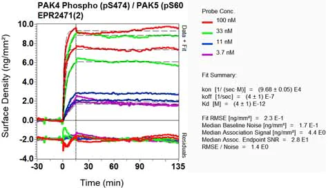 OI-RD Scanning - Anti-PAK4 + PAK5 + PAK6 (phospho S474 + S560 + S602) antibody [EPR2471(2)] (AB134097)