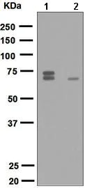 Western blot - Anti-PAK4 + PAK5 + PAK6 (phospho S474 + S560 + S602) antibody [EPR2471(2)] (AB134097)