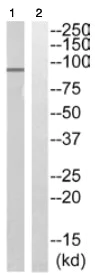 Western blot - Anti-PAK5 antibody (AB110069)