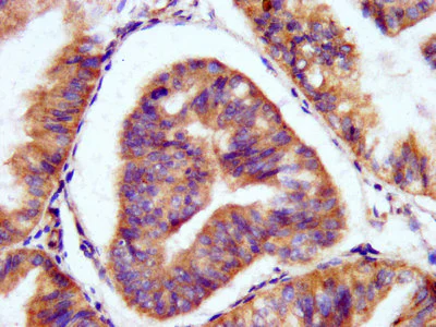 Immunohistochemistry (Formalin/PFA-fixed paraffin-embedded sections) - Anti-PAM/Peptidyl-glycine alpha-amidating monooxygenase antibody (AB237488)