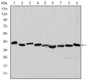 Western blot - Anti-pan Actin Antibody [4A4] (AB119952)
