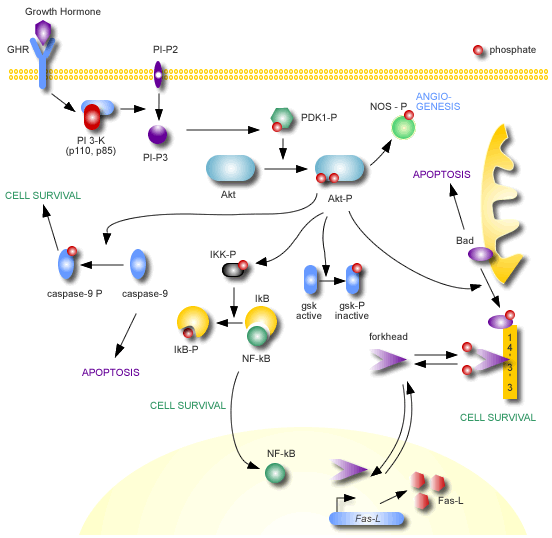 Schematic Diagram - Anti-pan-AKT antibody (AB8805), expandable thumbnail