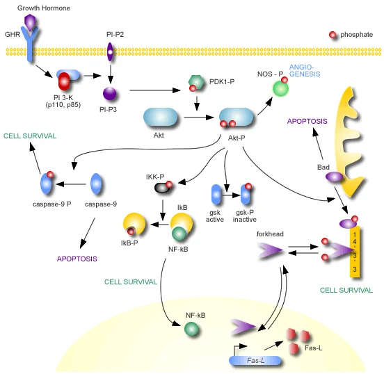 Schematic Diagram - Anti-pan-AKT antibody (AB8805)