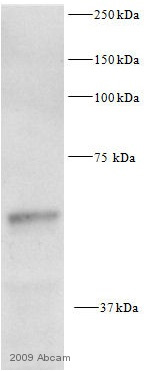 Western blot - Anti-pan-AKT antibody (AB8805), expandable thumbnail