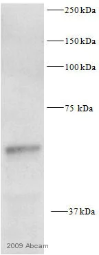 Western blot - Anti-pan-AKT antibody (AB8805)