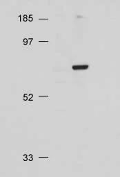 Western blot - Anti-pan-AKT antibody (AB8805)