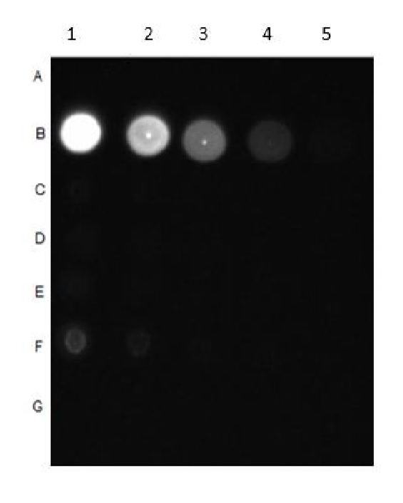 Dot Blot - Anti-pan-AKT (phospho T308) antibody (AB8933), expandable thumbnail