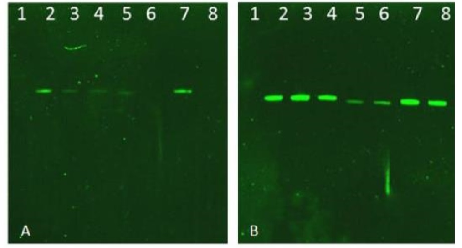 Western blot - Anti-pan-AKT (phospho T308) antibody (AB8933), expandable thumbnail