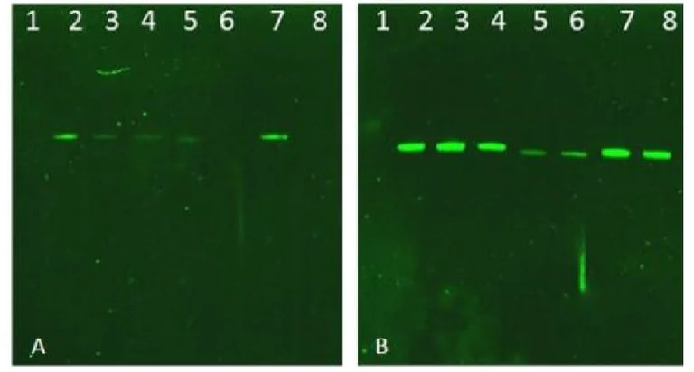 Western blot - Anti-pan-AKT (phospho T308) antibody (AB8933)