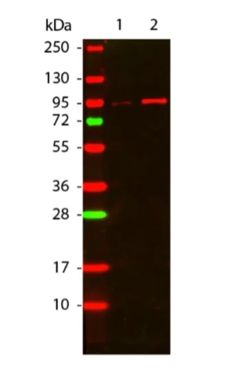 Western blot - Anti-pan-AKT (phospho T308) antibody (AB8933)