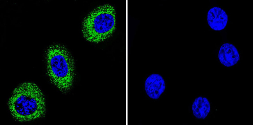 Immunocytochemistry/ Immunofluorescence - Anti-pan ATPase Alpha antibody [M7-PB-E9] (ab2871), expandable thumbnail
