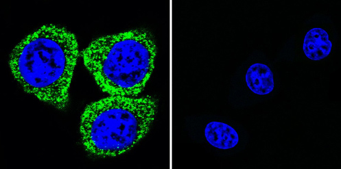 Immunocytochemistry/ Immunofluorescence - Anti-pan ATPase Alpha antibody [M7-PB-E9] (ab2871), expandable thumbnail