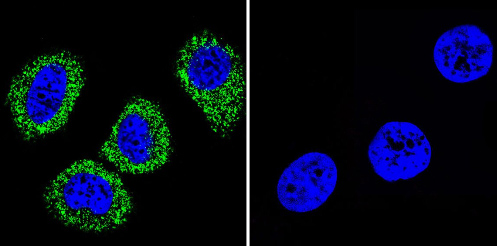Immunocytochemistry/ Immunofluorescence - Anti-pan ATPase Alpha antibody [M7-PB-E9] - Plasma Membrane Loading Control (ab2871), expandable thumbnail