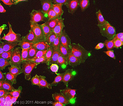 Immunocytochemistry/ Immunofluorescence - Anti-pan ATPase Alpha antibody [M7-PB-E9] (AB2871), expandable thumbnail