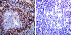 Immunohistochemistry paraffin embedded sections - Anti-pan ATPase Alpha antibody [M7-PB-E9] (ab2871), expandable thumbnail