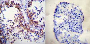 Immunohistochemistry paraffin embedded sections - Anti-pan ATPase Alpha antibody [M7-PB-E9] (ab2871), expandable thumbnail