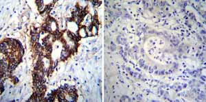 Immunohistochemistry paraffin embedded sections - Anti-pan ATPase Alpha antibody [M7-PB-E9] - Plasma Membrane Loading Control (AB2871)