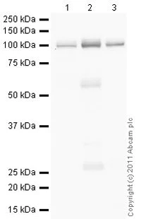Western blot - Anti-pan ATPase Alpha antibody [M7-PB-E9] - Plasma Membrane Loading Control (AB2871)