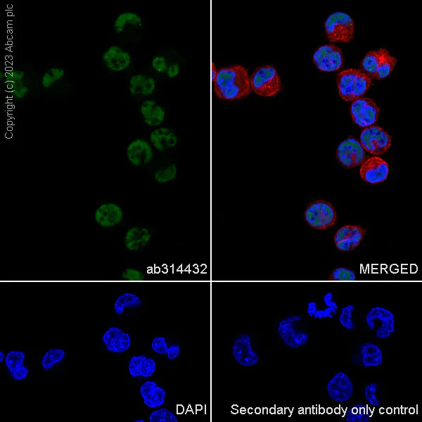 Immunocytochemistry/ Immunofluorescence - Anti-pan Brd4 antibody [EPR25424-71] (AB314432)
