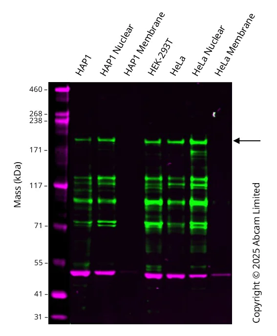 Western blot - Anti-pan Brd4 antibody [EPR25424-71] (AB314432)
