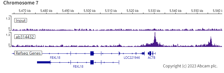 ChIP-sequencing - Anti-pan Brd4 antibody [EPR25424-71] - BSA and Azide free (ab314433), expandable thumbnail