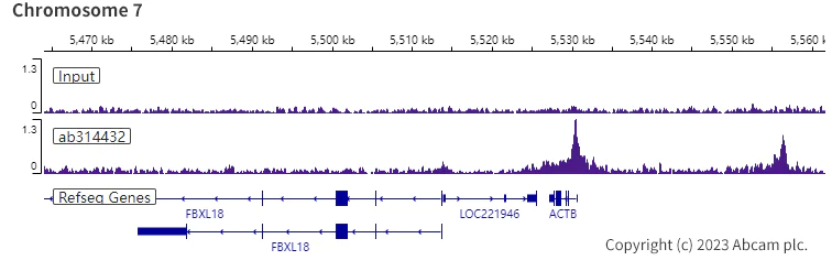 ChIP-sequencing - Anti-pan Brd4 antibody [EPR25424-71] - BSA and Azide free (AB314433)