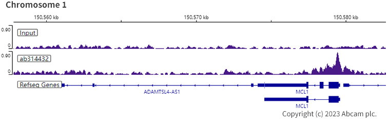 ChIP-sequencing - Anti-pan Brd4 antibody [EPR25424-71] - BSA and Azide free (ab314433), expandable thumbnail