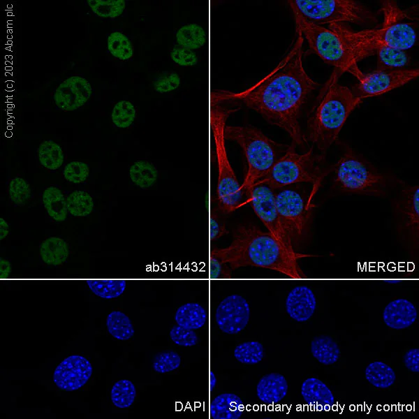 Immunocytochemistry/ Immunofluorescence - Anti-pan Brd4 antibody [EPR25424-71] - BSA and Azide free (AB314433)