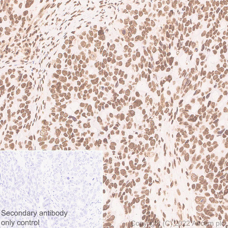 Immunohistochemistry (Formalin/PFA-fixed paraffin-embedded sections) - Anti-pan Brd4 antibody [EPR25424-71] - BSA and Azide free (AB314433)