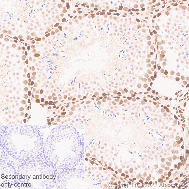 Immunohistochemistry (Formalin/PFA-fixed paraffin-embedded sections) - Anti-pan Brd4 antibody [EPR25424-71] - BSA and Azide free (AB314433)