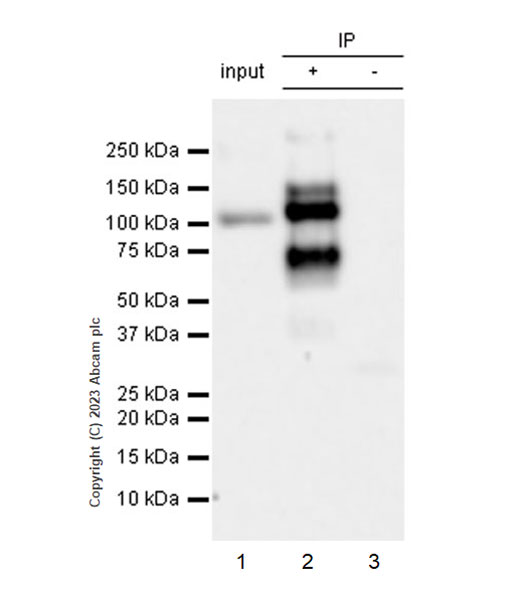 Immunoprecipitation - Anti-pan Brd4 antibody [EPR25424-71] - BSA and Azide free (ab314433), expandable thumbnail