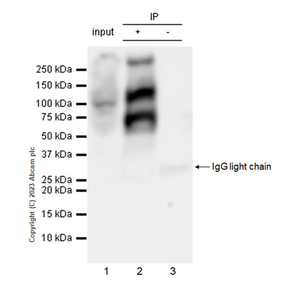 Immunoprecipitation - Anti-pan Brd4 antibody [EPR25424-71] - BSA and Azide free (ab314433), expandable thumbnail