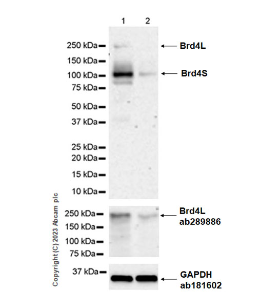 Western blot - Anti-pan Brd4 antibody [EPR25424-71] - BSA and Azide free (ab314433), expandable thumbnail
