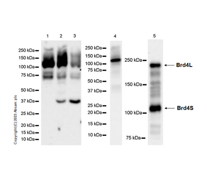Western blot - Anti-pan Brd4 antibody [EPR25424-71] - BSA and Azide free (ab314433), expandable thumbnail