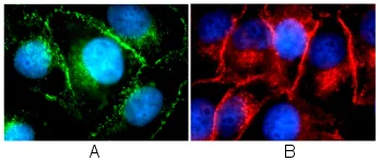 Immunocytochemistry/ Immunofluorescence - Anti-pan Cadherin antibody (AB16505)