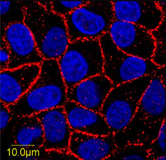 Immunocytochemistry/ Immunofluorescence - Anti-pan Cadherin antibody (AB16505)
