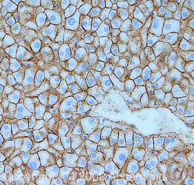 Immunohistochemistry (Formalin/PFA-fixed paraffin-embedded sections) - Anti-pan Cadherin antibody (AB16505)