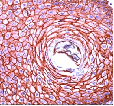 Immunohistochemistry (Formalin/PFA-fixed paraffin-embedded sections) - Anti-pan Cadherin antibody (AB230459)