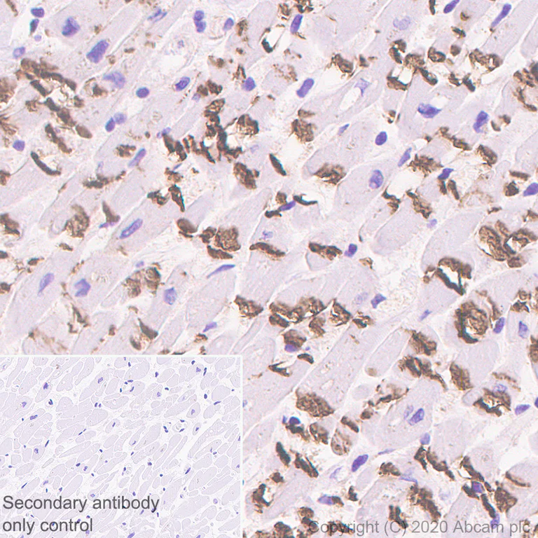 Immunohistochemistry (Formalin/PFA-fixed paraffin-embedded sections) - Anti-pan Cadherin antibody [EPR1792Y] - BSA and Azide free (AB239839)