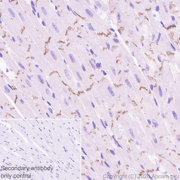 Immunohistochemistry (Formalin/PFA-fixed paraffin-embedded sections) - Anti-pan Cadherin antibody [EPR1792Y] - BSA and Azide free (AB239839)