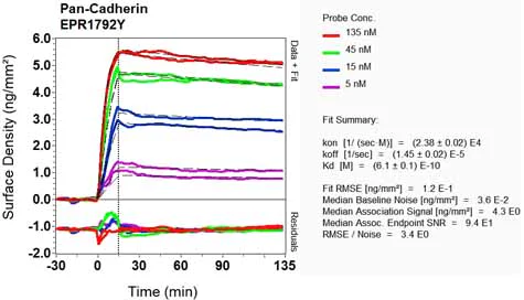 OI-RD Scanning - Anti-pan Cadherin antibody [EPR1792Y] - BSA and Azide free (AB239839)
