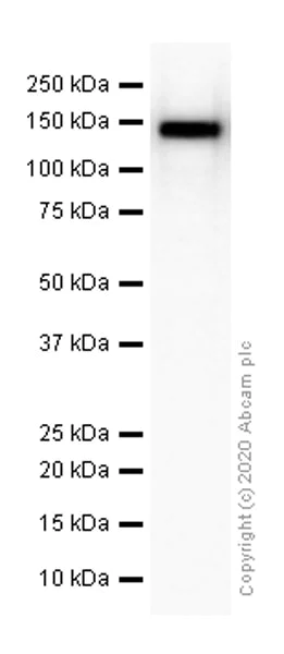 Western blot - Anti-pan Cadherin antibody [EPR1792Y] - BSA and Azide free (AB239839)