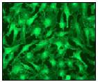 Immunocytochemistry/ Immunofluorescence - Anti-pan Cadherin antibody [EPR1792Y] - Intercellular Junction Marker (AB51034)