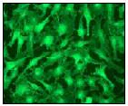Immunocytochemistry/ Immunofluorescence - Anti-pan Cadherin antibody [EPR1792Y] - Intercellular Junction Marker (AB51034)