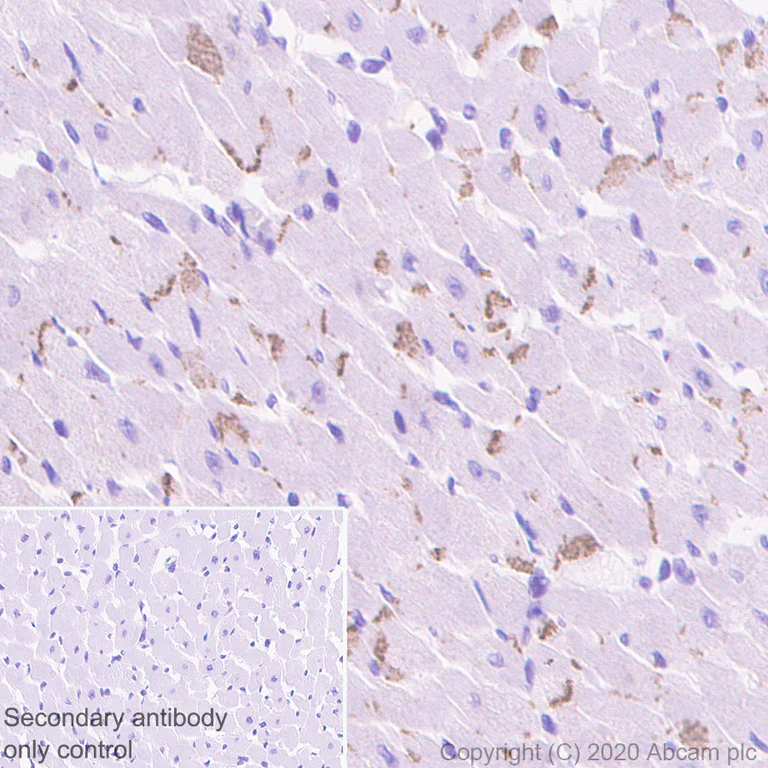 Élisaページ Anti-active YAP1 Alexa Fluor® 647 antibody [EPR19812