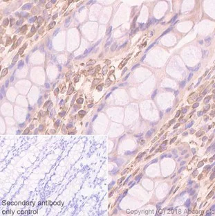 Immunohistochemistry (Formalin/PFA-fixed paraffin-embedded sections) - Anti-pan Cadherin antibody [EPR1792Y] - Intercellular Junction Marker (AB51034)